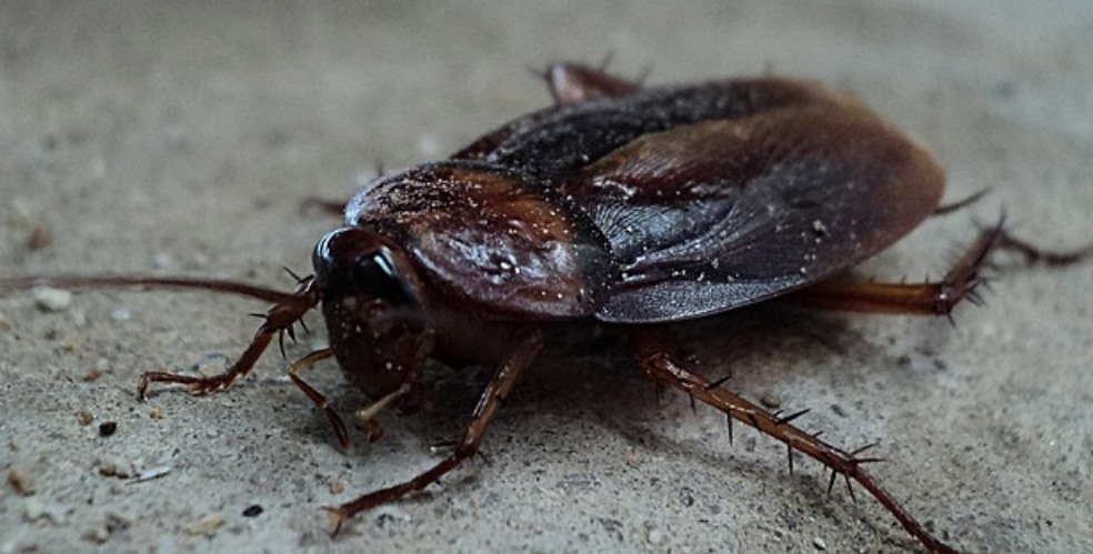 The benefits of organic pest control