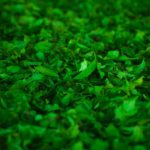 kratom