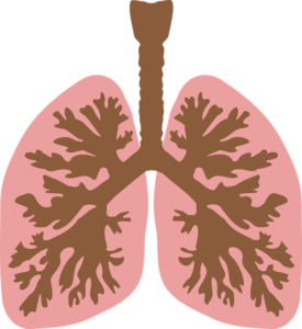 lungs