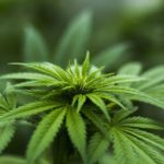 weed
