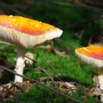 forest mushroom